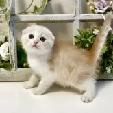 スコティッシュフォールド(折れ耳)