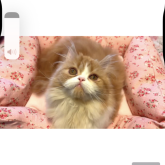 エキゾチックロングヘア