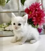 ノルウェージャンフォレストキャット【大阪府・女の子・2025年7月6日・ホワイト】の写真2「猫じゃらしで遊んでね💕」