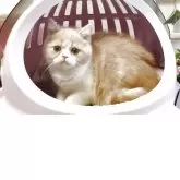 エキゾチックショートヘア【大阪府・女の子・2025年7月18日・レッドマッカレルタビー&ホワイト】の写真3「丸々コロコロしていて可愛いですよ🩷」