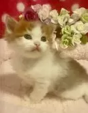 サイベリアン【大阪府・男の子・2025年2月14日・ブラウンマッカレルタビー&ホワイト】の写真3「可愛いお顔をしています😍」