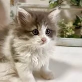 ラガマフィン【大阪府・男の子・2025年3月26日・ブルーマッカレルタビー&ホワイト】の写真3「可愛いお顔の子猫ちゃん❤️」