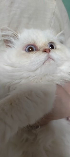 エキゾチックショートヘア【・女の子・2020年11月8日・WHITE】「ご飯の後なのでお顔が汚れてますが元は白いです^^*」