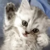 ペルシャ(チンチラ)