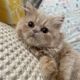 エキゾチックショートヘア