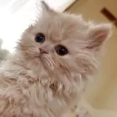 エキゾチックショートヘア