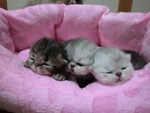 鼻ぺちゃ3チビニャンズ‼︎｜八尾　孝子(やお　たかこ)ブリーダー(大阪府・ペルシャ(チンチラ)など・CFA/M's Cat Community登録)の紹介写真2