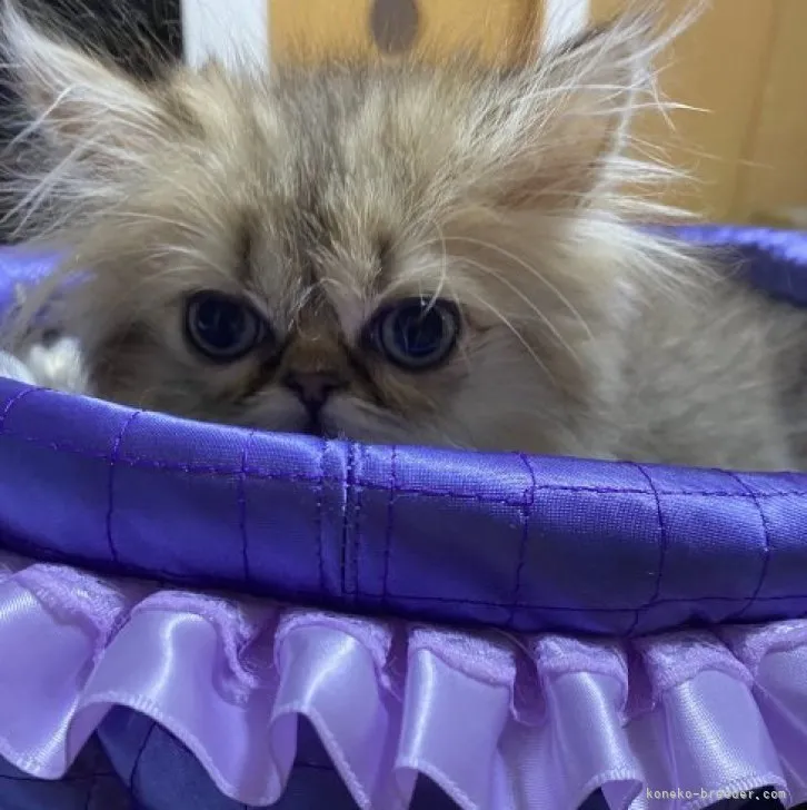 ID：2306-00482の子猫