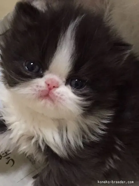 ID：1602-00138の子猫