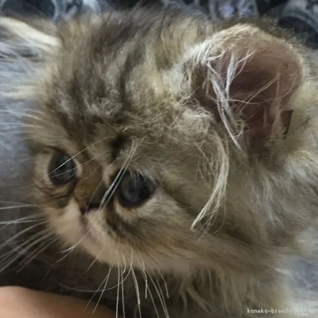 ID：1607-00930の子猫