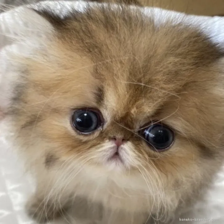 ID：2304-01023の子猫