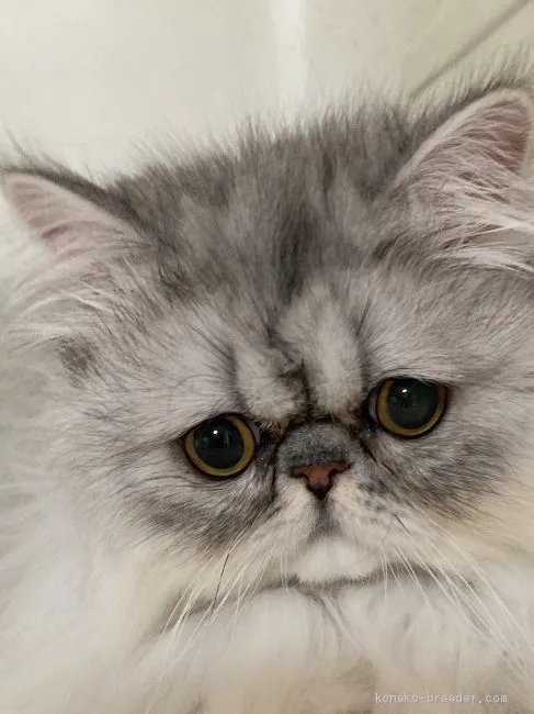 ID：2101-00403の子猫