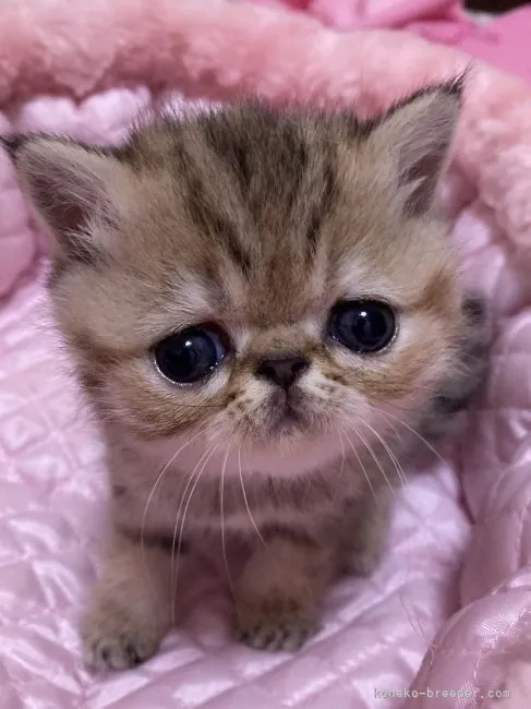 ID:2110-01939の子猫
