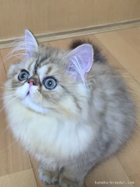 ID：1506-00123の子猫