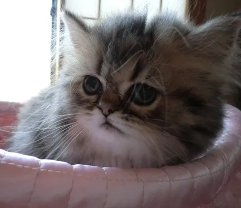 ID:1406-00145の子猫