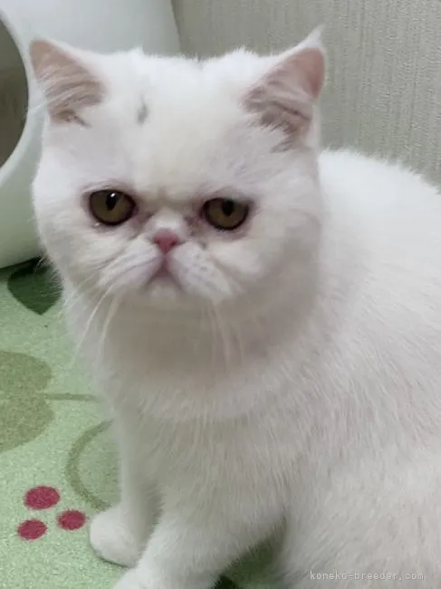 ID:2107-02777の子猫