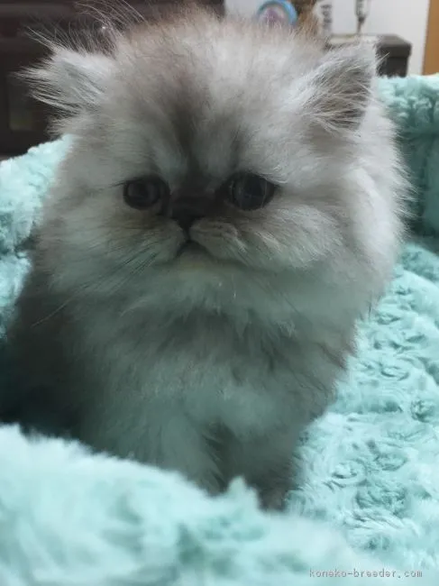 ID：1605-00276の子猫