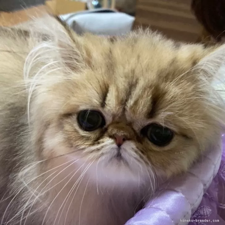 ID:2405-00395の子猫
