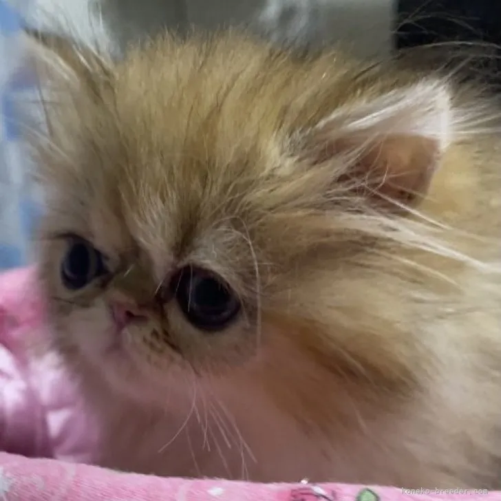 ID:2309-00218の子猫