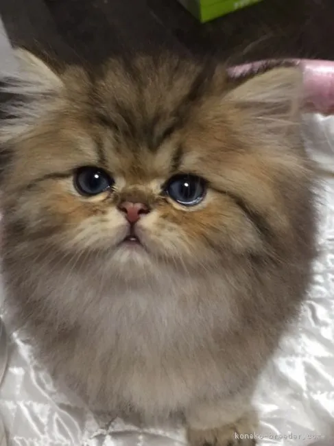 ID:1704-00948の子猫