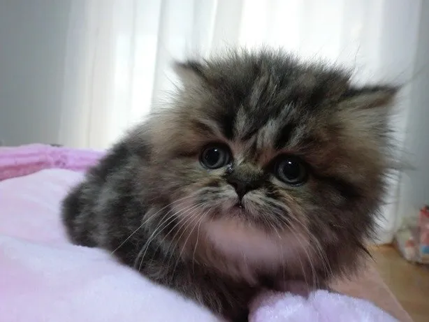ID:1411-00273の子猫