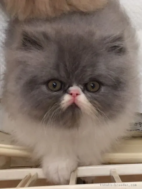 ID:1603-00305の子猫