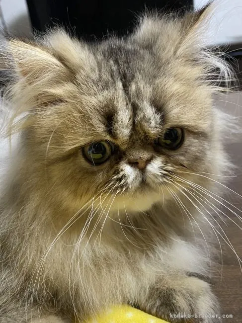 ID：2112-02037の子猫