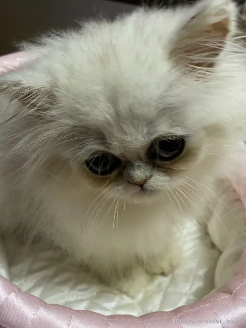 ID：2109-01692の子猫