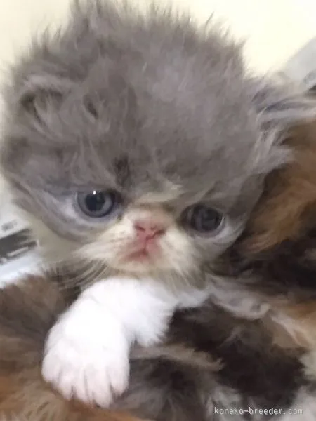 ID:1510-00307の子猫