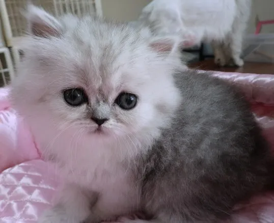 ID:1308-00072の子猫