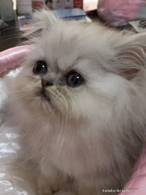 ID：1705-00132の子猫