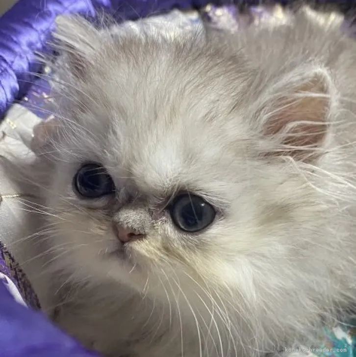 ID:2308-00610の子猫