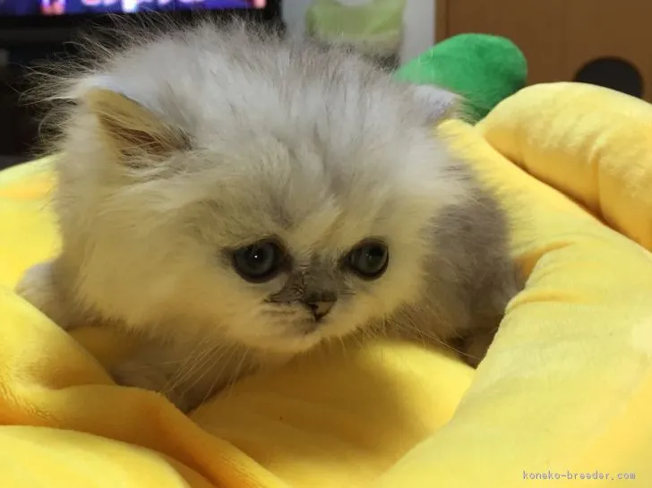 ヤッコ 様のお迎えした子猫