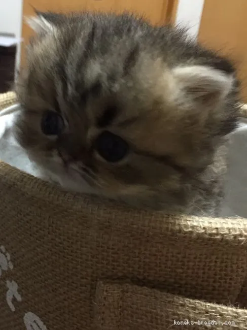ID：1906-00173の子猫