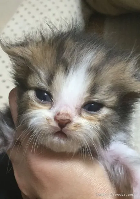 ID：1608-00684の子猫