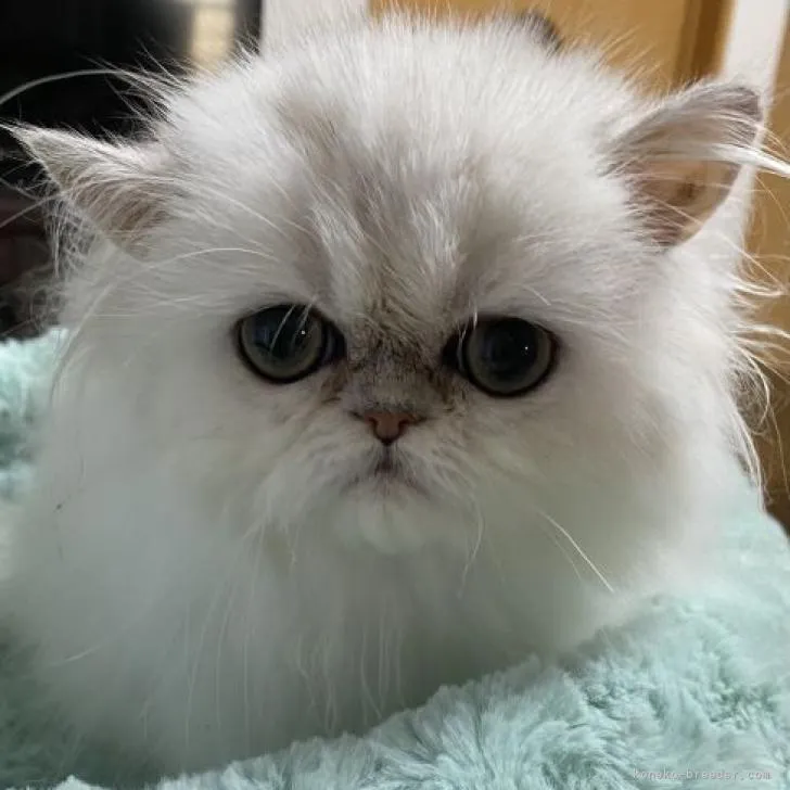 ID:2302-00764の子猫