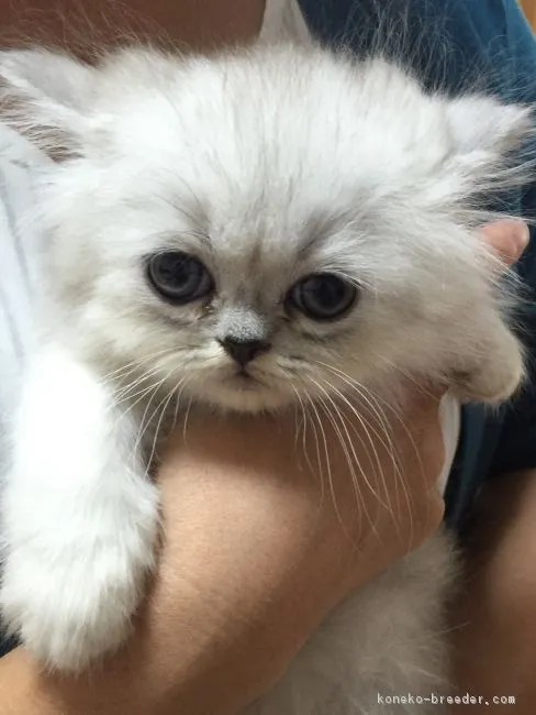 ID：1607-00919の子猫