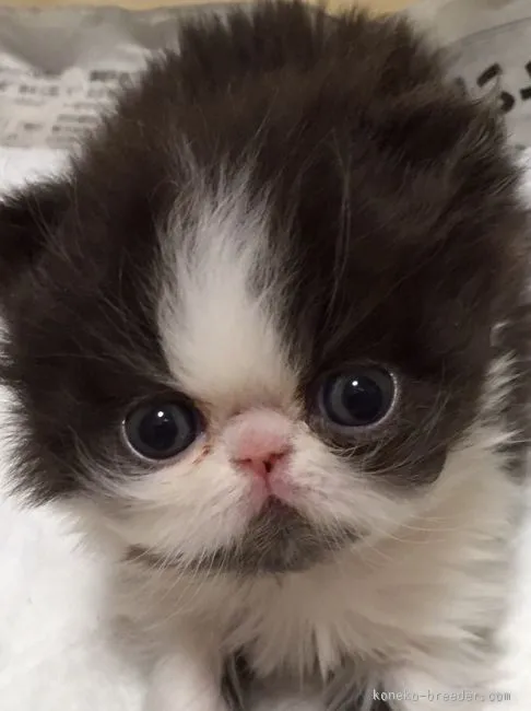 ID：1602-00140の子猫