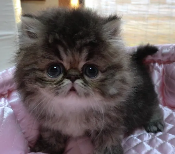 ID:1403-00198の子猫