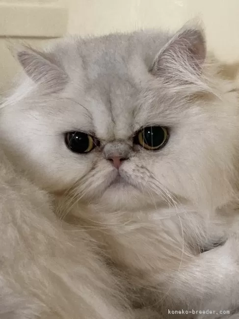 ペルシャ(チンチラ)【大阪府・女の子・2023年7月13日・シェーデッドシルバー】の写真1