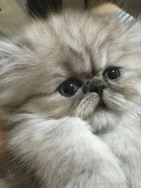 ID：1510-00383の子猫