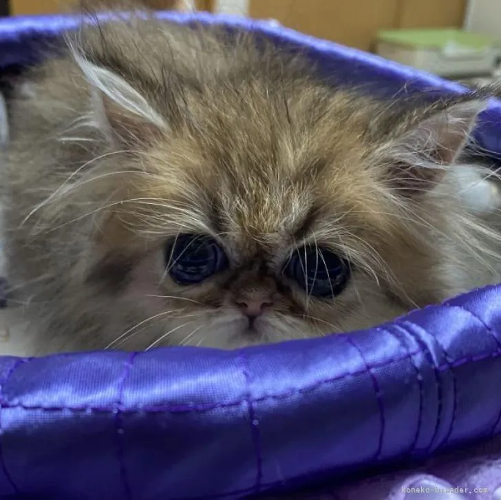 ID：2206-02332の子猫