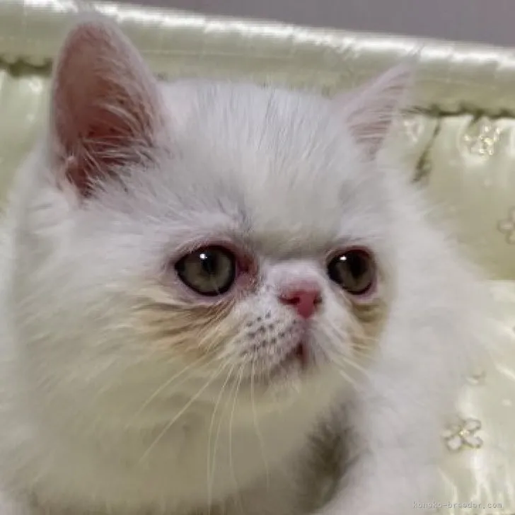 ID：2307-02584の子猫