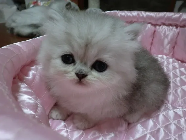 ID：1310-00226の子猫