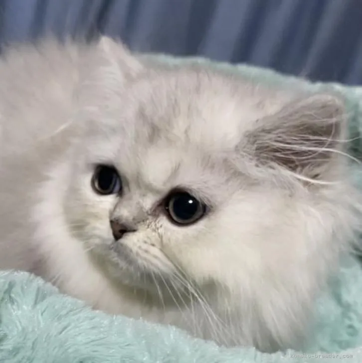 ID:2211-02451の子猫