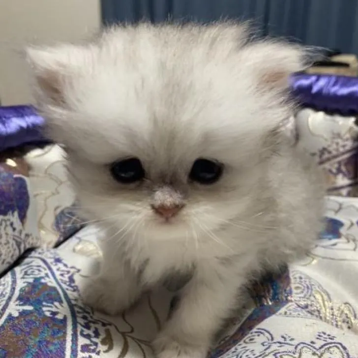 ID：2210-00302の子猫