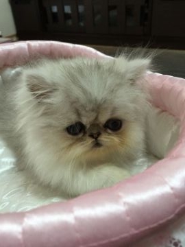 ペルシャ【大阪府・男の子・2017年4月1日・シェーデッドシルバー（ロング）】の写真「可愛い♡可愛い♡男の子♪」