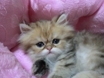 ペルシャ(チンチラ)【大阪府・男の子・2012年7月27日・シェーデッドゴールデン】の写真「」