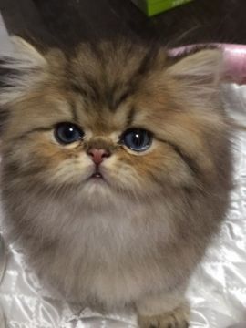 ペルシャ(チンチラ)【大阪府・男の子・2017年3月24日・シェーデッドゴールデン（ロング）】の写真「可愛い男の子です‼︎」