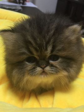 ペルシャ(チンチラ)【大阪府・女の子・2017年9月23日・シェーデッドゴールデン（ロング）】の写真「ぬいぐるみのような可愛い女の子❤️」